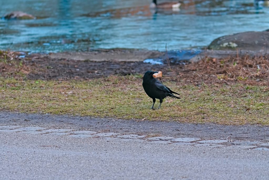 ein-schwarzer-vogel-steht-am-strassenrand-zAn8MLfcPNs