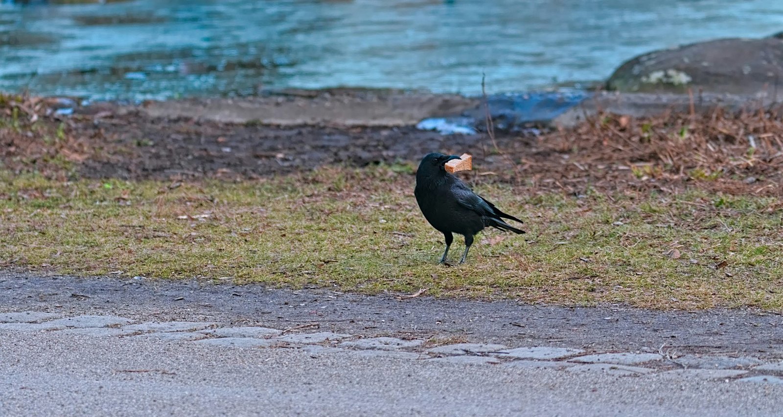 ein-schwarzer-vogel-steht-am-strassenrand-zAn8MLfcPNs