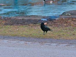 ein-schwarzer-vogel-steht-am-strassenrand-zAn8MLfcPNs