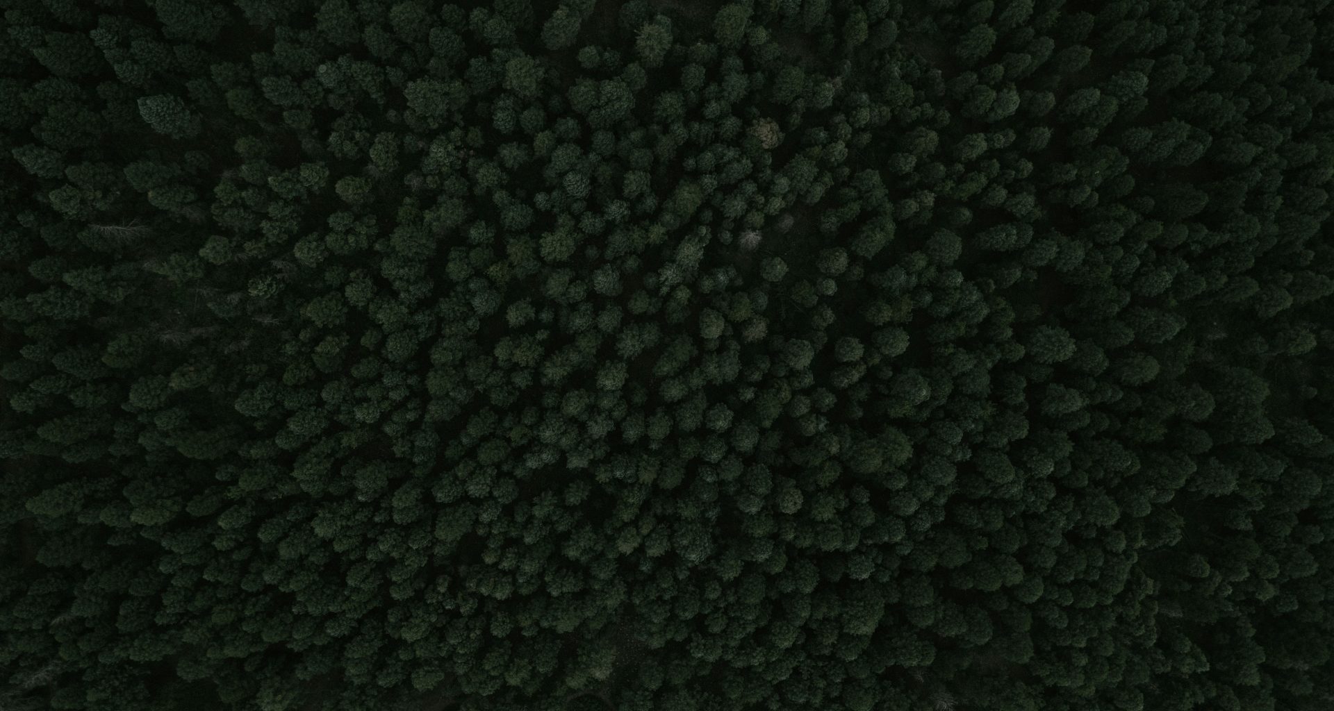 eine-drohnenaufnahme-von-dichten-waldern-in-der-nahe-des-palmer-lake-IEO7Rr-1uYM