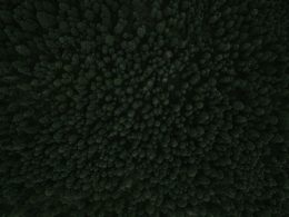 eine-drohnenaufnahme-von-dichten-waldern-in-der-nahe-des-palmer-lake-IEO7Rr-1uYM