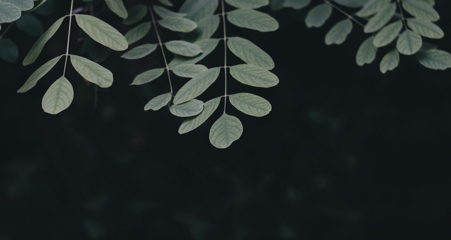 grunblattrige-pflanze-in-nahaufnahme-CBh4D3l0EwM