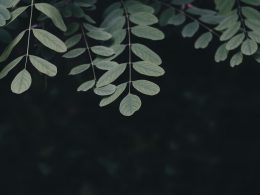 grunblattrige-pflanze-in-nahaufnahme-CBh4D3l0EwM