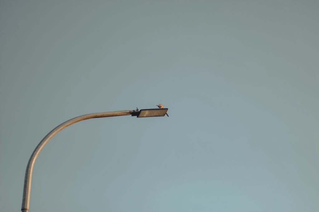 ein-vogel-sitzt-auf-einer-strassenlaterne-eKQzDO-XTtY