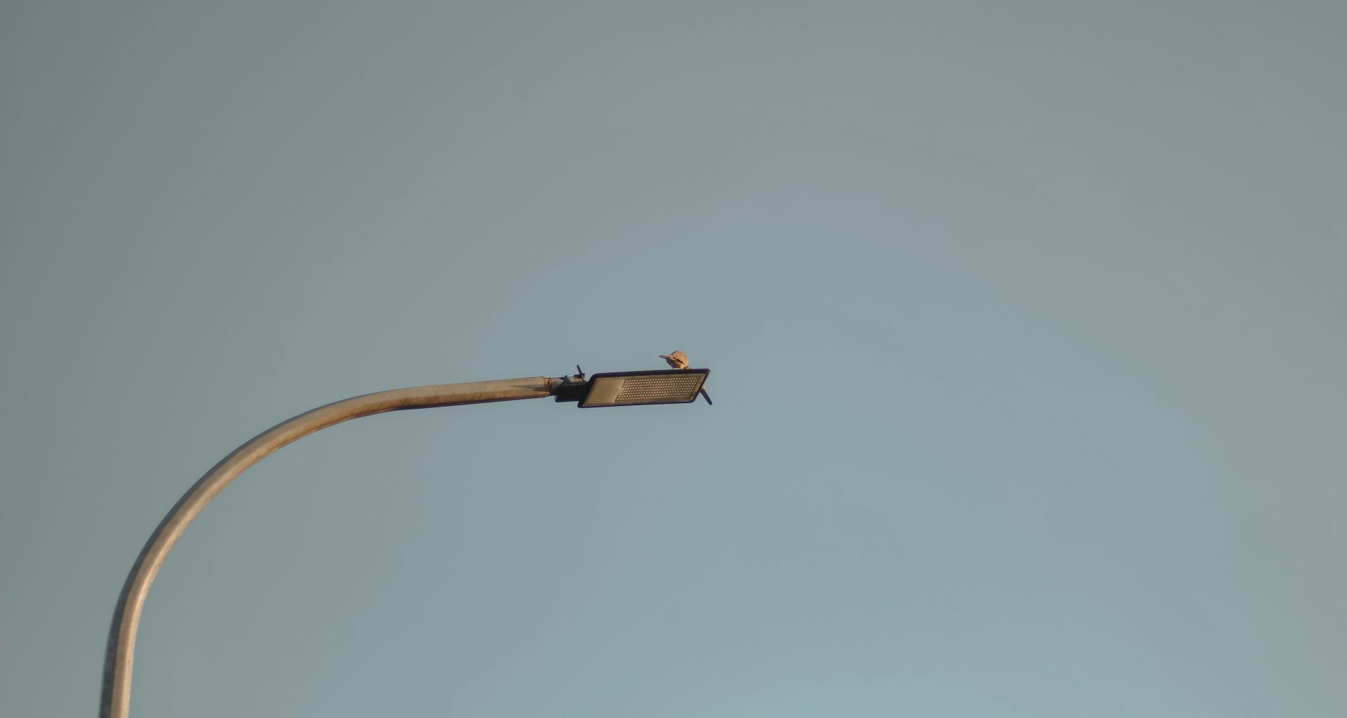 ein-vogel-sitzt-auf-einer-strassenlaterne-eKQzDO-XTtY