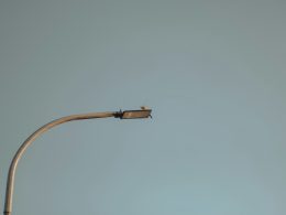 ein-vogel-sitzt-auf-einer-strassenlaterne-eKQzDO-XTtY