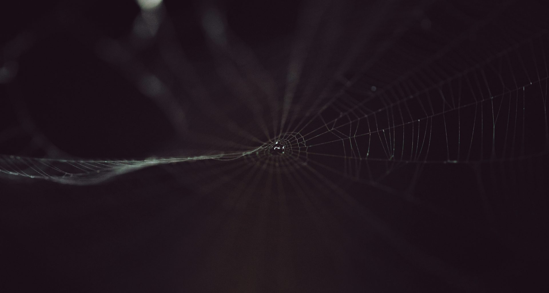 ein-schwarz-weiss-foto-eines-spinnennetzes-_FzXT3T-sKs