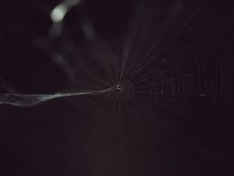 ein-schwarz-weiss-foto-eines-spinnennetzes-_FzXT3T-sKs