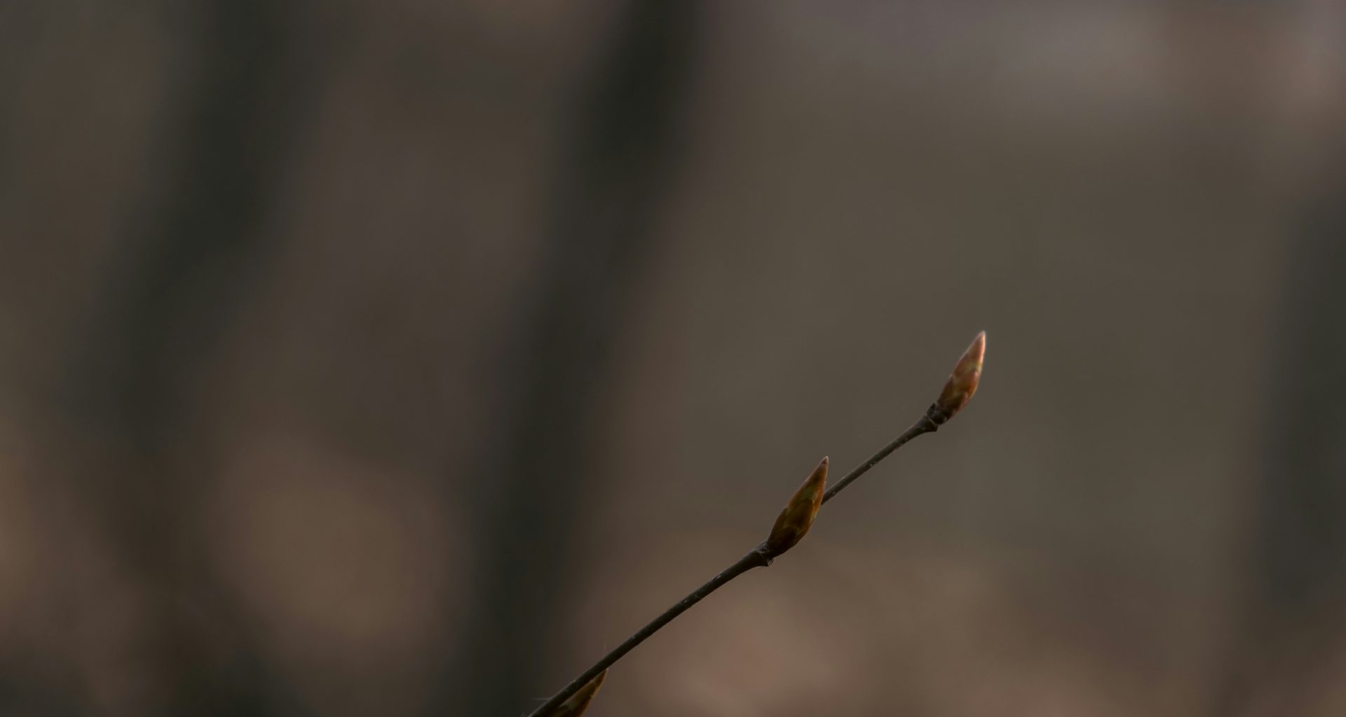 ein-zweig-mit-ein-paar-blattern-darauf-ZZjPbG3uo4M