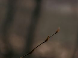 ein-zweig-mit-ein-paar-blattern-darauf-ZZjPbG3uo4M