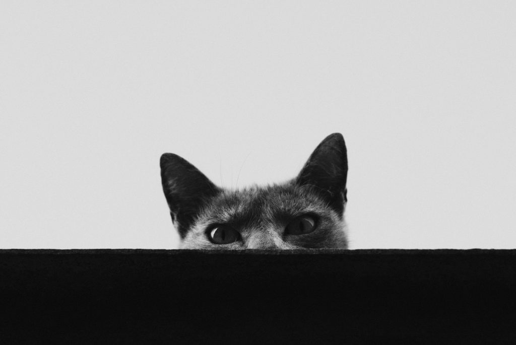 eine-katze-mit-dem-kopf-durch-ein-loch-in-einer-wand-PiVoxm3SDpg