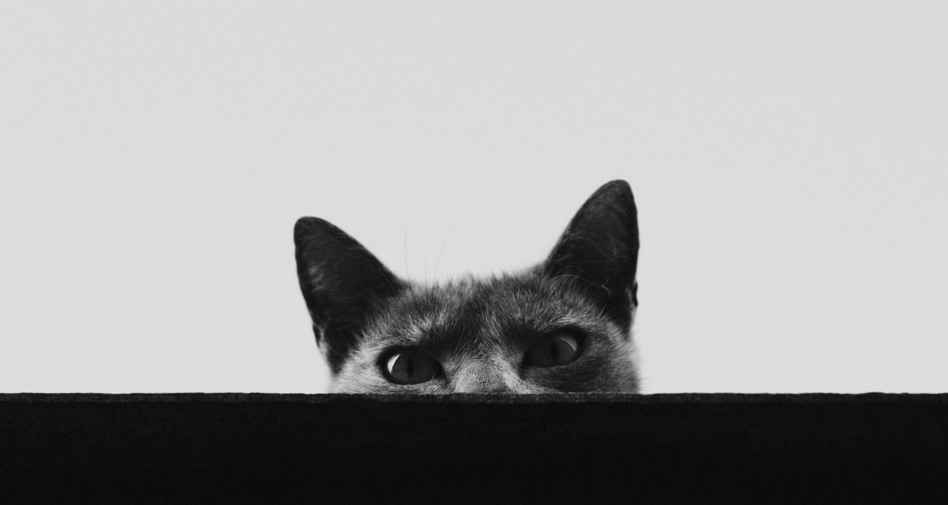 eine-katze-mit-dem-kopf-durch-ein-loch-in-einer-wand-PiVoxm3SDpg