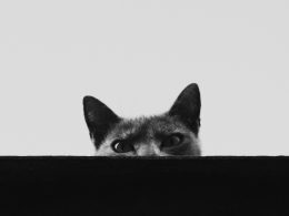 eine-katze-mit-dem-kopf-durch-ein-loch-in-einer-wand-PiVoxm3SDpg