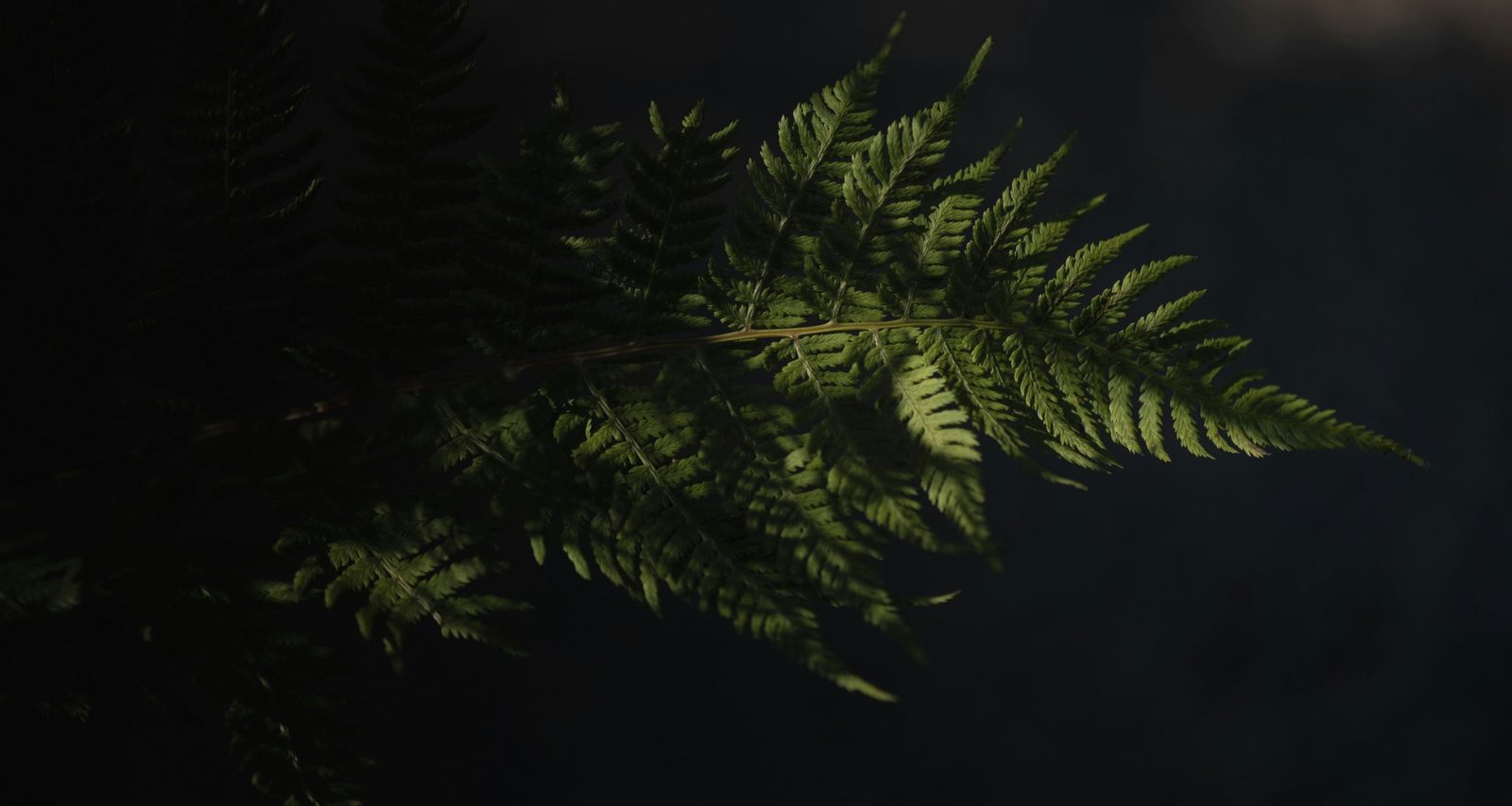 nahaufnahme-eines-farnblattes-auf-dunklem-hintergrund-qp0myswRIlg