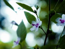 eine-nahaufnahme-einer-blume-auf-einem-ast-YxdaBIpqdT8