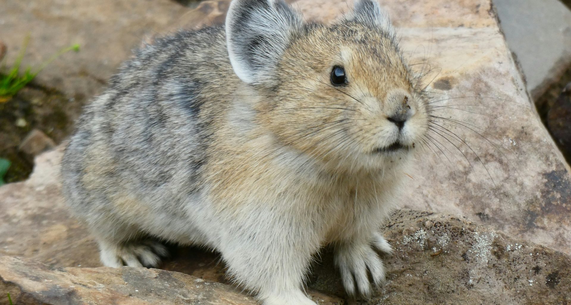 nahaufnahme-eines-kleinen-tieres-auf-einem-felsen-PeSPrJ_E7Ic