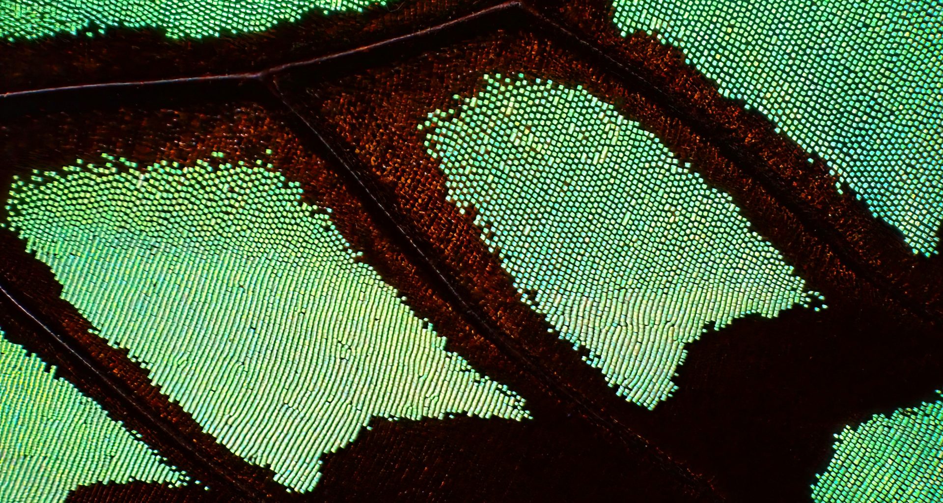 nahaufnahme-eines-grunen-blattes-ecpwwOoYnMo