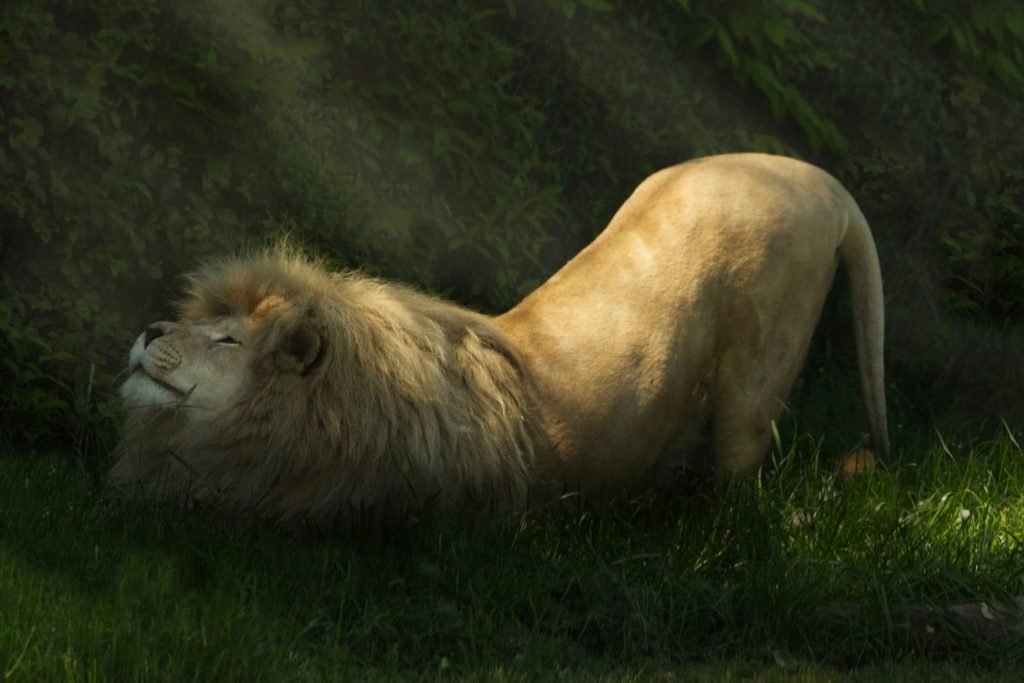 ein-paar-lowen-im-gras-sy-rAbpeK1s