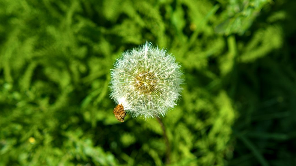 ein-lowenzahn-puffball-steht-gegen-grun-ytL6yFkQ4u8