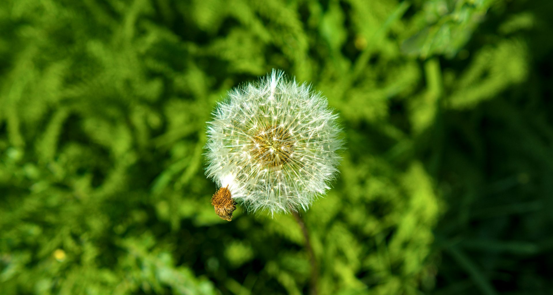 ein-lowenzahn-puffball-steht-gegen-grun-ytL6yFkQ4u8