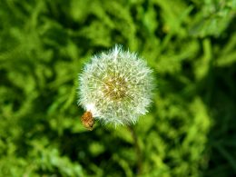 ein-lowenzahn-puffball-steht-gegen-grun-ytL6yFkQ4u8