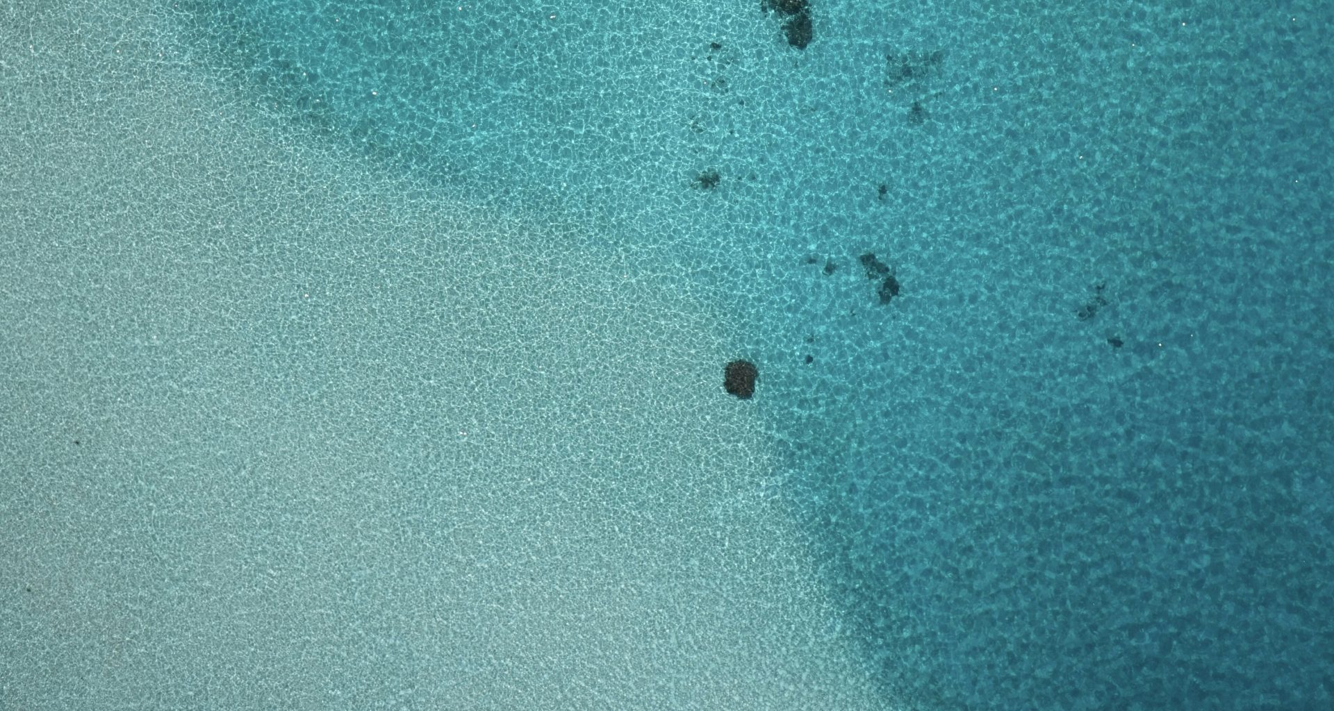 eine-gruppe-schwarzer-ameisen-rxsiQzkqPH4