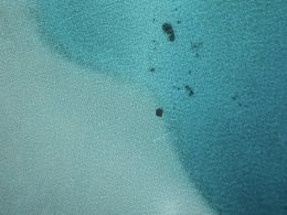 eine-gruppe-schwarzer-ameisen-rxsiQzkqPH4