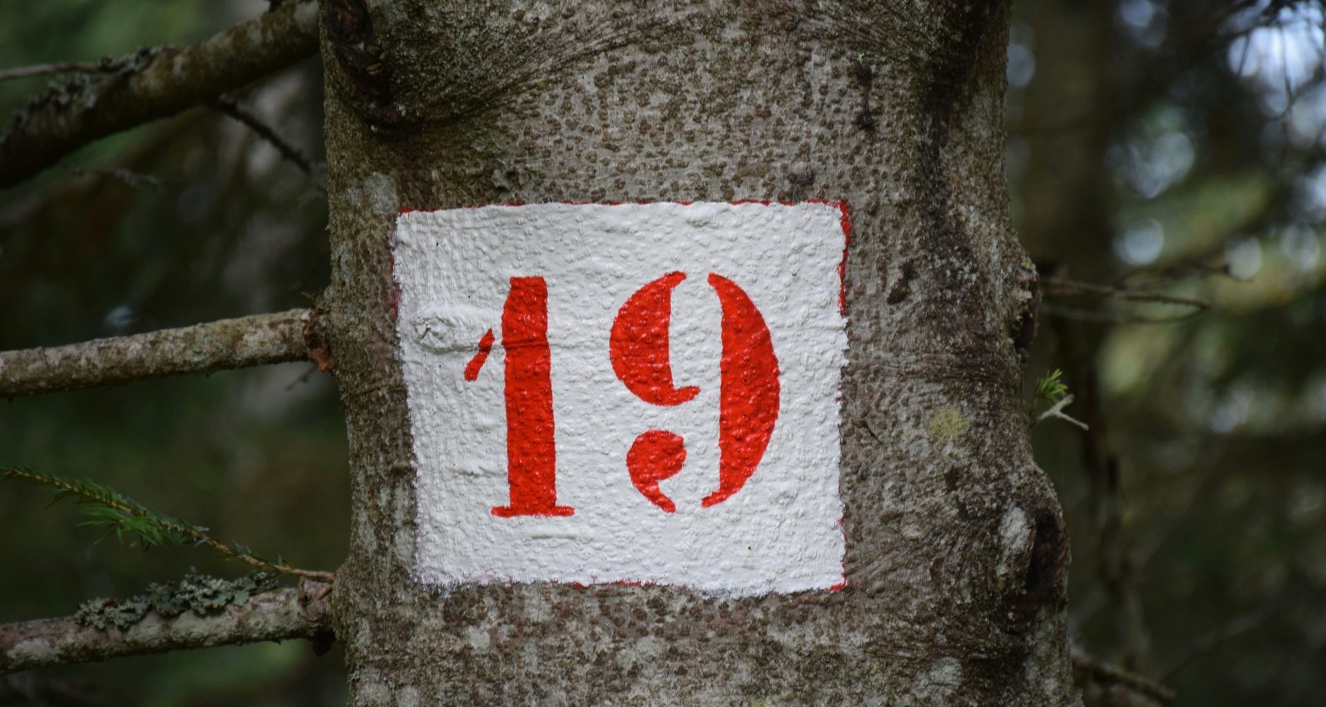 ein-rot-weisses-schild-an-einem-baum-im-wald-t0m9E4yjRZ8