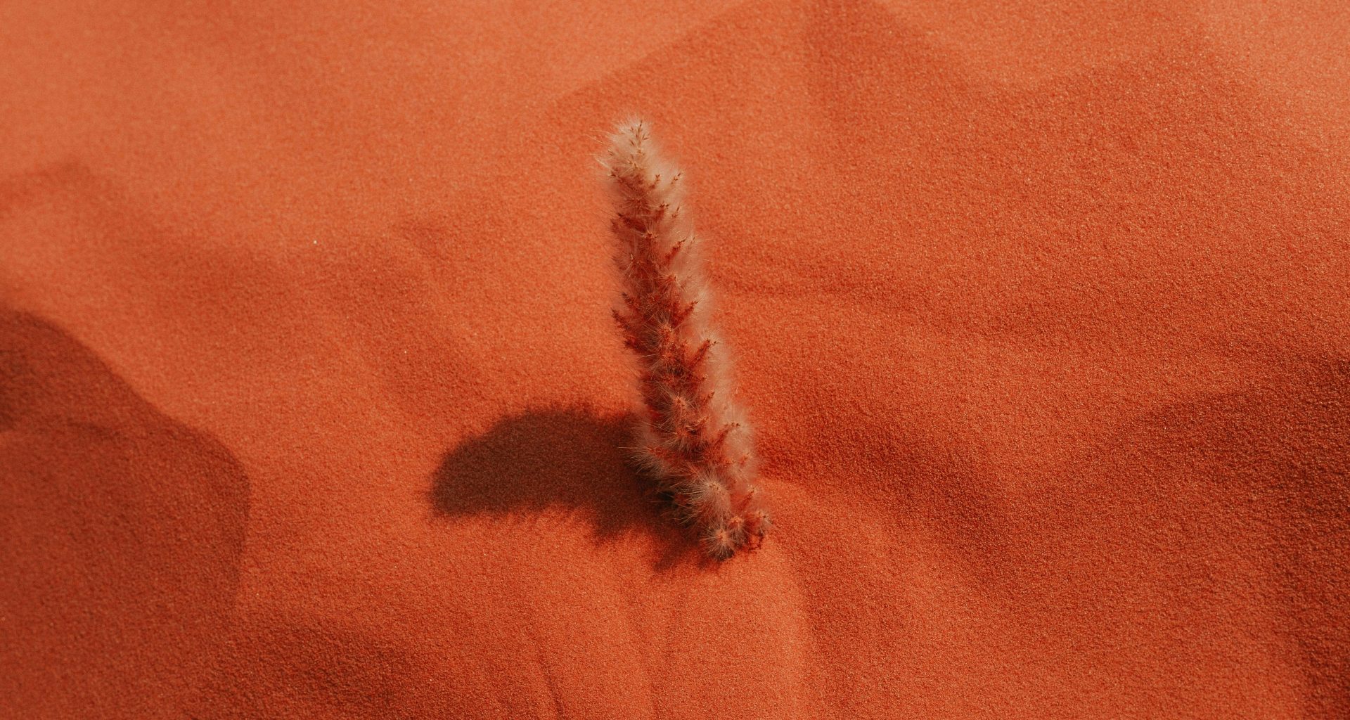 eine-kleine-pflanze-die-aus-dem-sand-ragt-jMGhqMu5Xm8