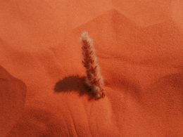 eine-kleine-pflanze-die-aus-dem-sand-ragt-jMGhqMu5Xm8