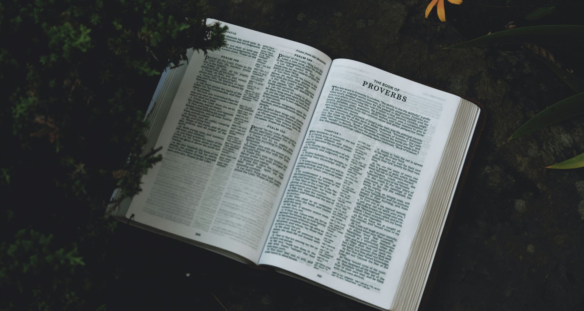 ein-aufgeschlagenes-buch-das-auf-einem-uppig-grunen-feld-sitzt-xjwX7Y3QoQ8