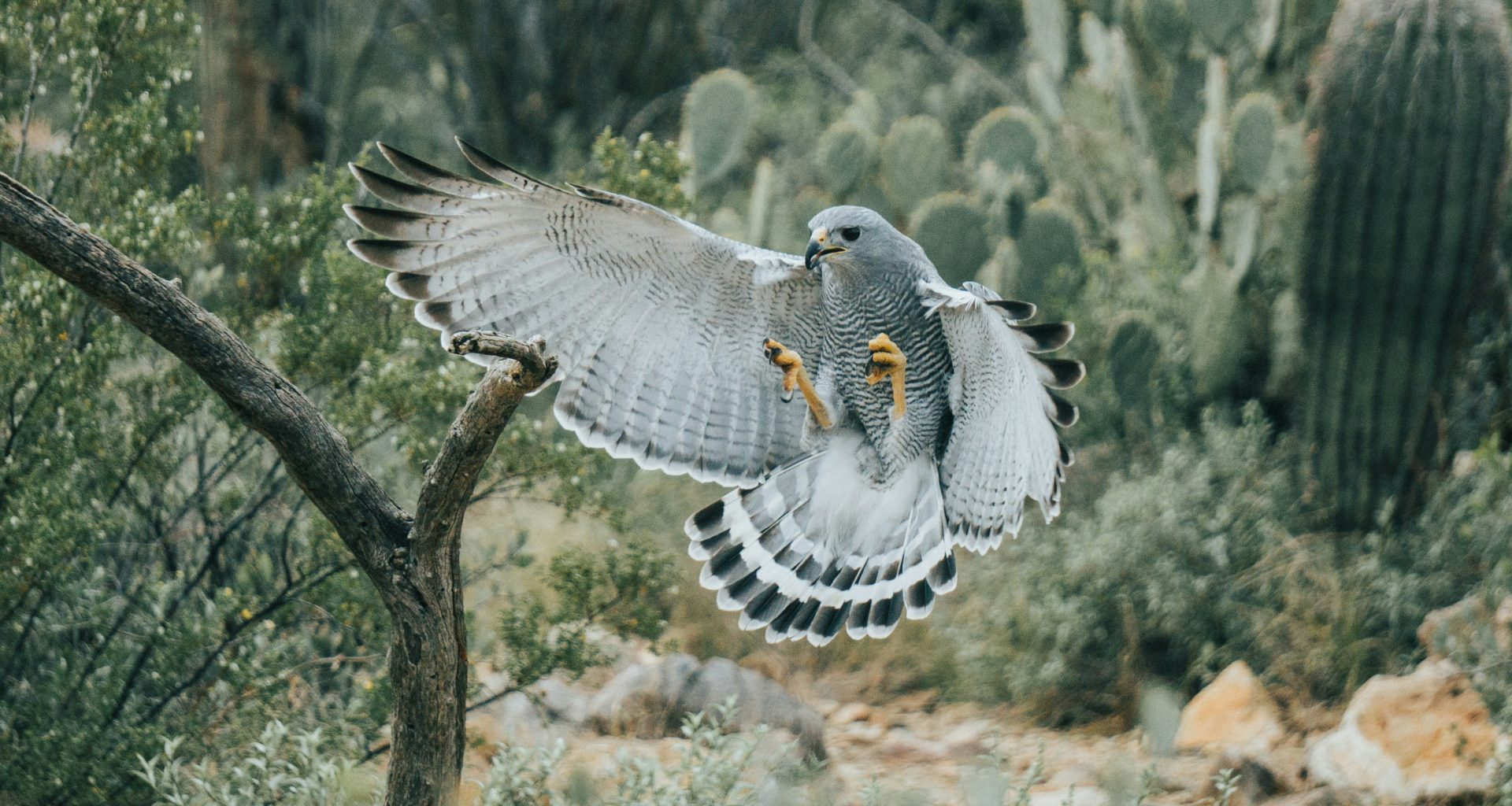 schwarzer-und-weisser-vogel-fliegt-in-der-nahe-von-grunen-kakteenpflanzen-Lgx1aL_wwec
