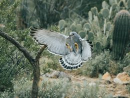 schwarzer-und-weisser-vogel-fliegt-in-der-nahe-von-grunen-kakteenpflanzen-Lgx1aL_wwec