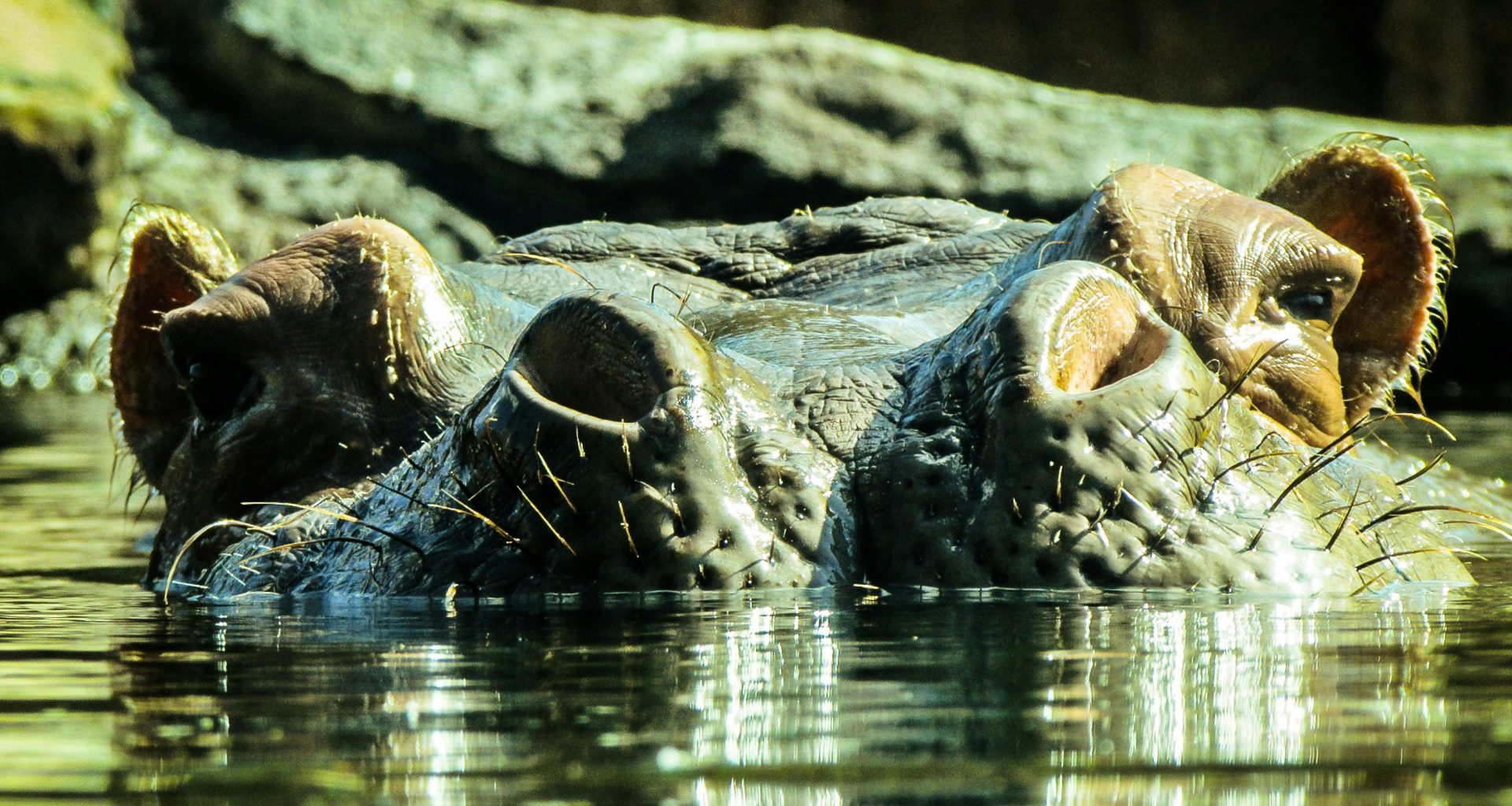 schwarzes-nilpferd-ins-wasser-6lFqEk5AvII