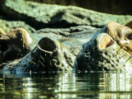 schwarzes-nilpferd-ins-wasser-6lFqEk5AvII