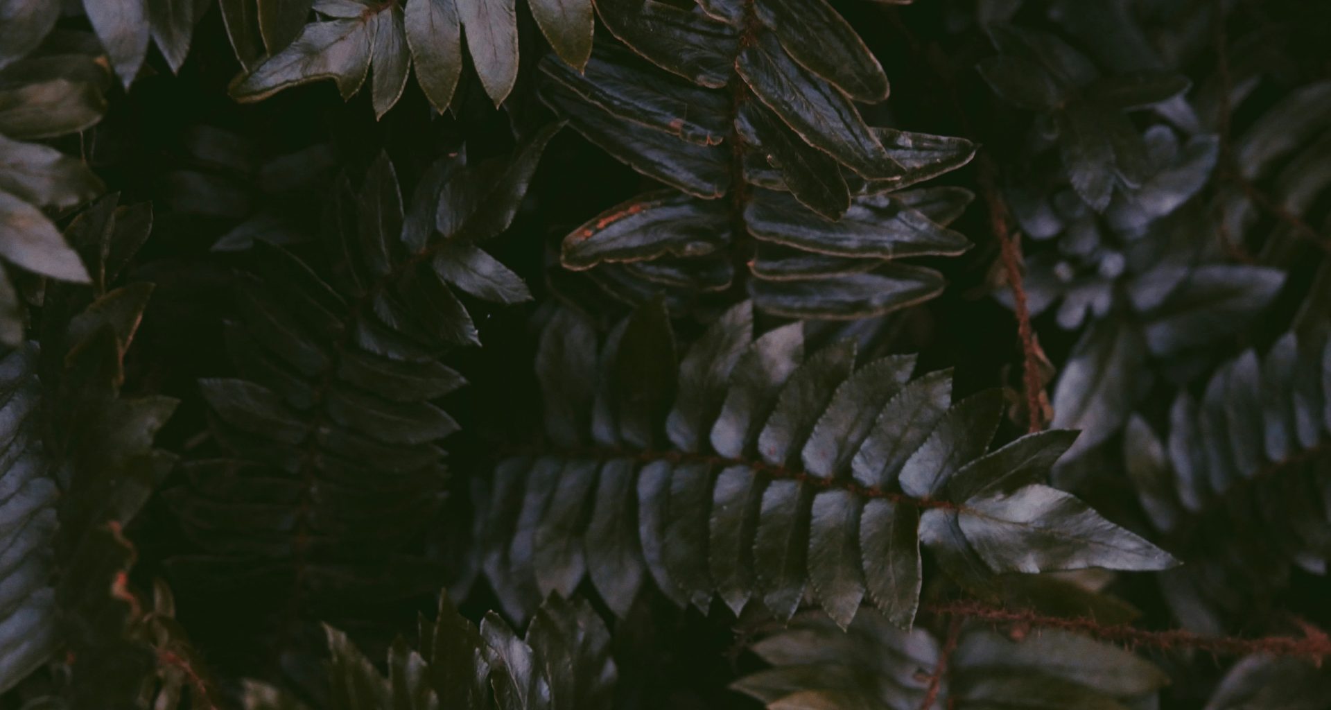 schwarzblattrige-pflanze-in-der-makrofotografie-Y_IkSzXHZ0s