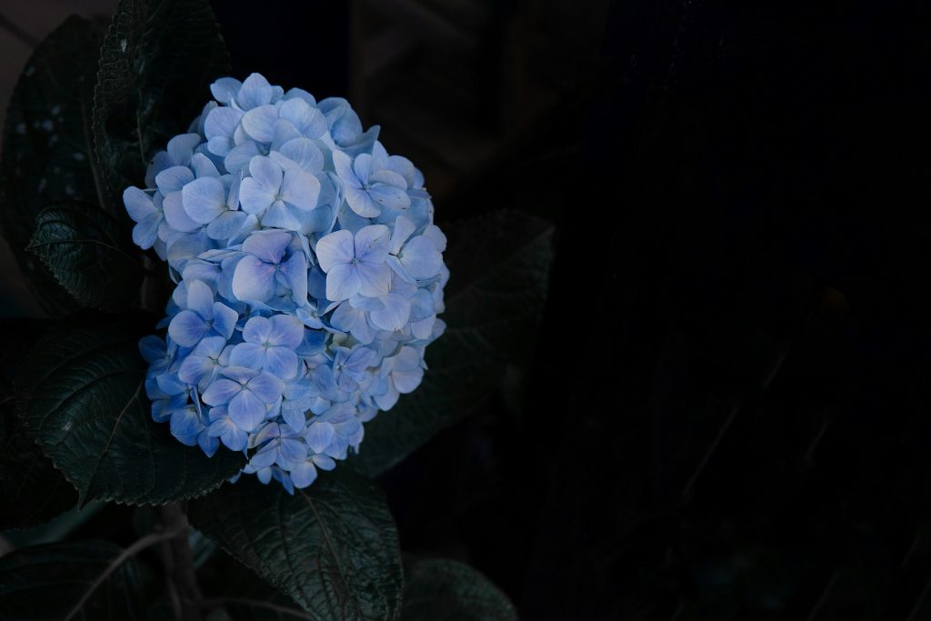 blaue-hortensien-in-blute-nahaufnahme-VDblkjZ1mxA