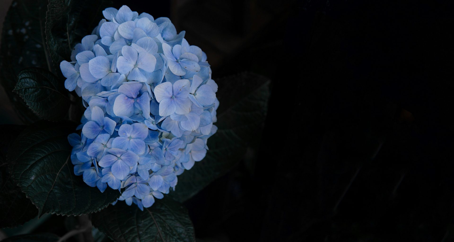 blaue-hortensien-in-blute-nahaufnahme-VDblkjZ1mxA