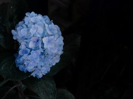 blaue-hortensien-in-blute-nahaufnahme-VDblkjZ1mxA