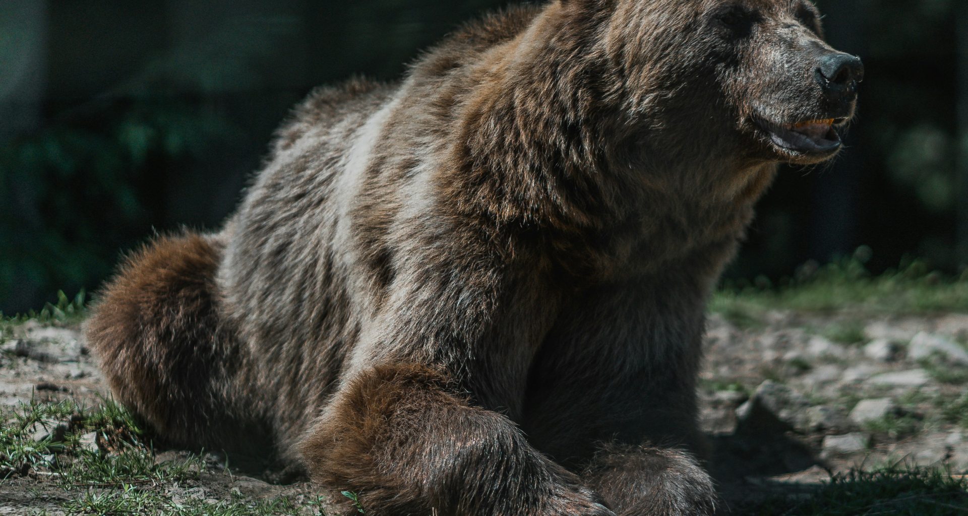 braunbar-tagsuber-auf-grunem-gras-x3HYWUkSMTg
