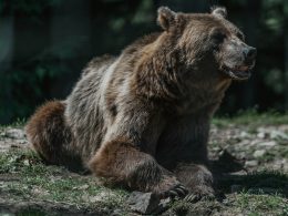 braunbar-tagsuber-auf-grunem-gras-x3HYWUkSMTg