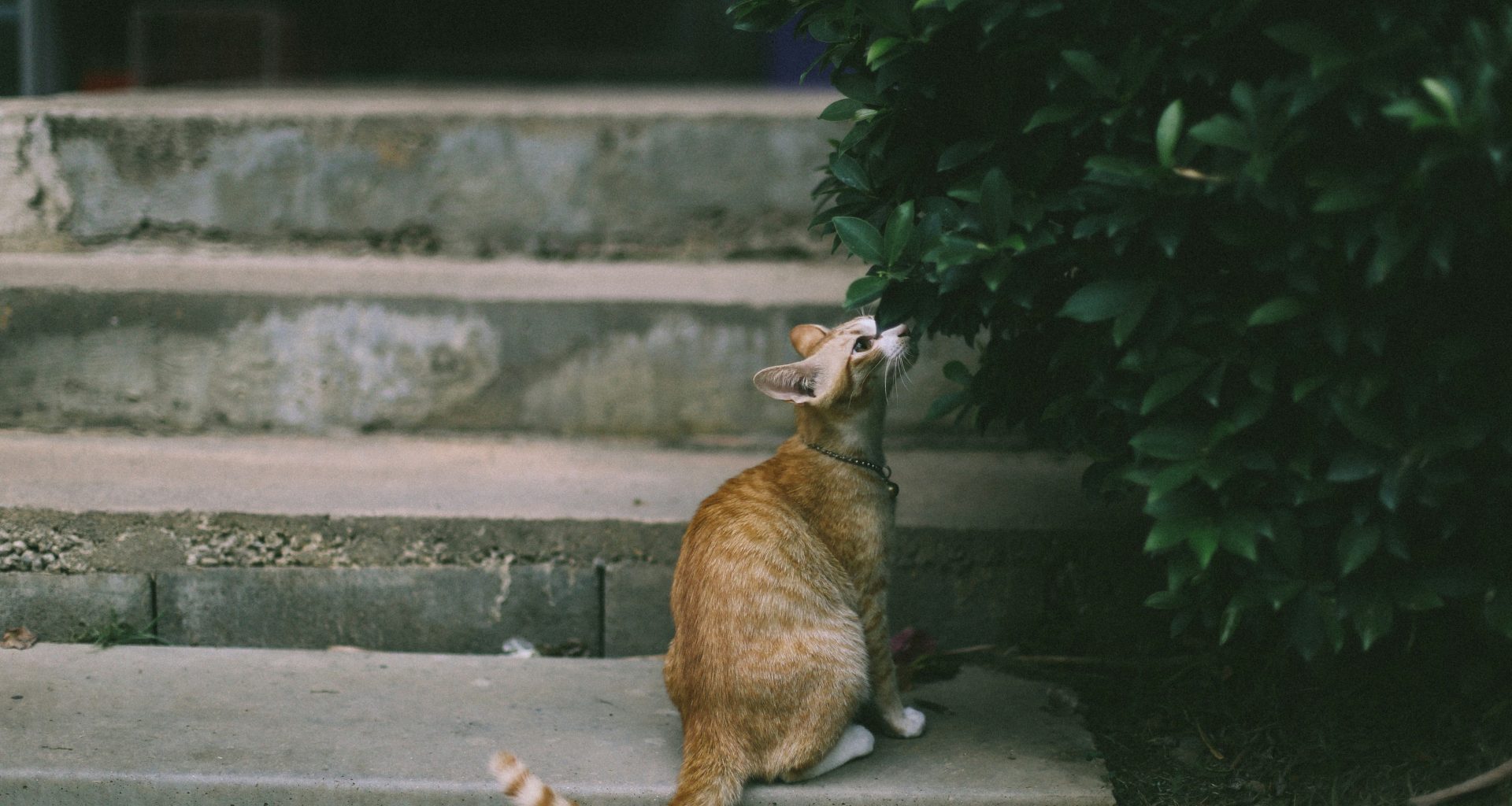 braune-katze-CopFwtu1sN4