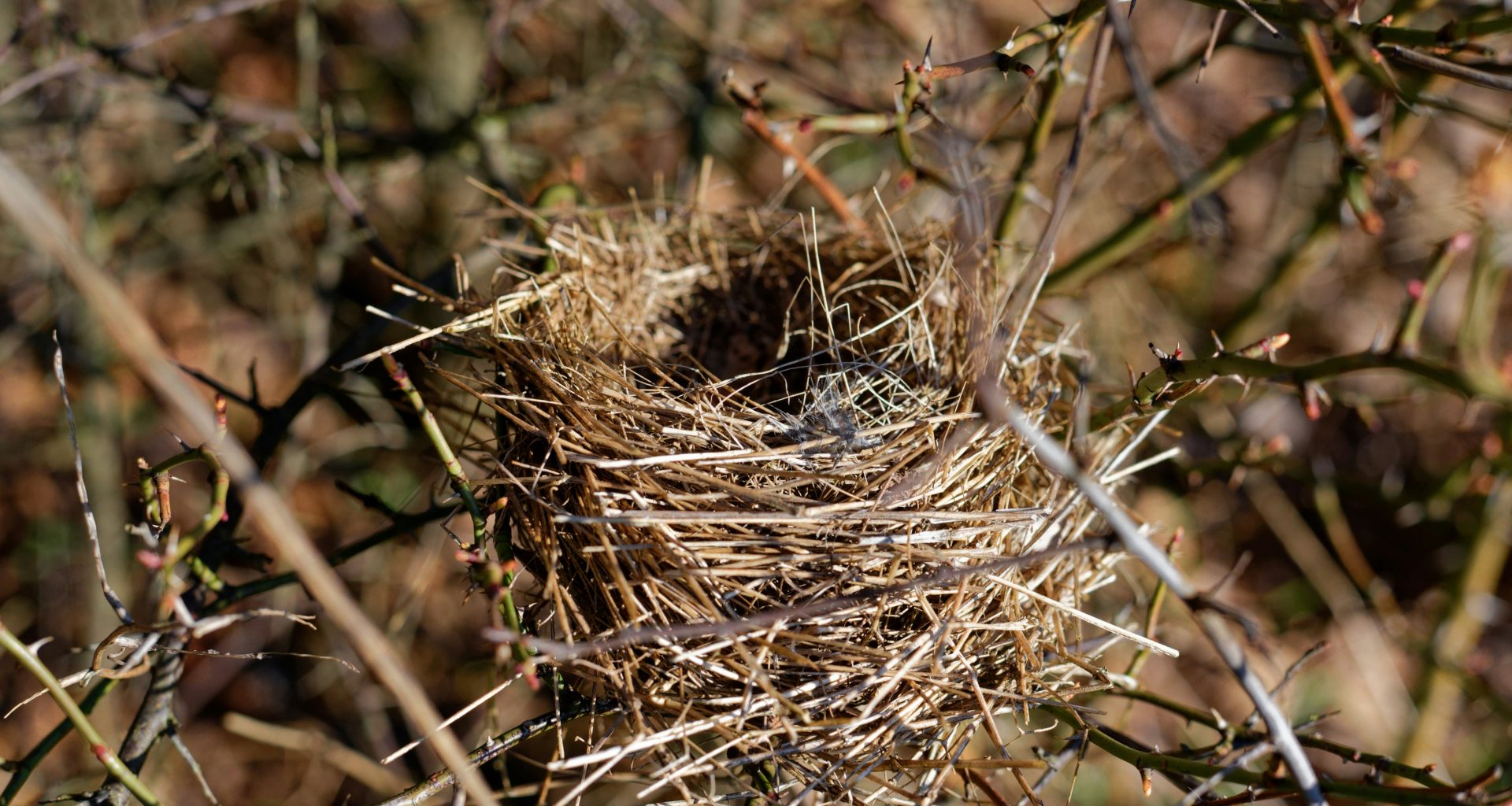 braune-getrocknete-pflanze-in-der-tilt-shift-linse-ym1uiNbzUao