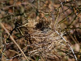 braune-getrocknete-pflanze-in-der-tilt-shift-linse-ym1uiNbzUao
