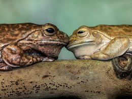 brauner-frosch-auf-braunem-holz-Qrsq1NKP5IQ