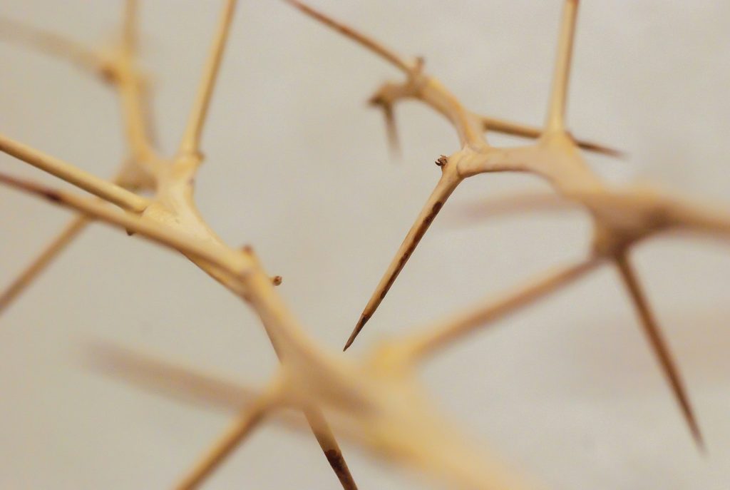 brauner-ast-in-nahaufnahme-X5-4W9ud7ck