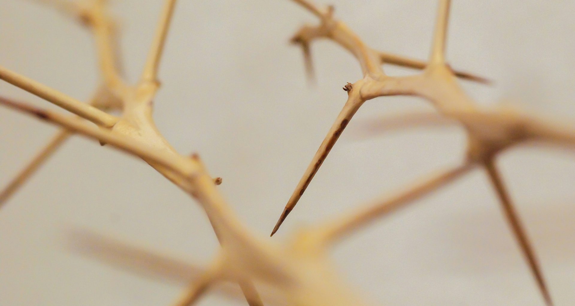 brauner-ast-in-nahaufnahme-X5-4W9ud7ck