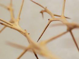 brauner-ast-in-nahaufnahme-X5-4W9ud7ck