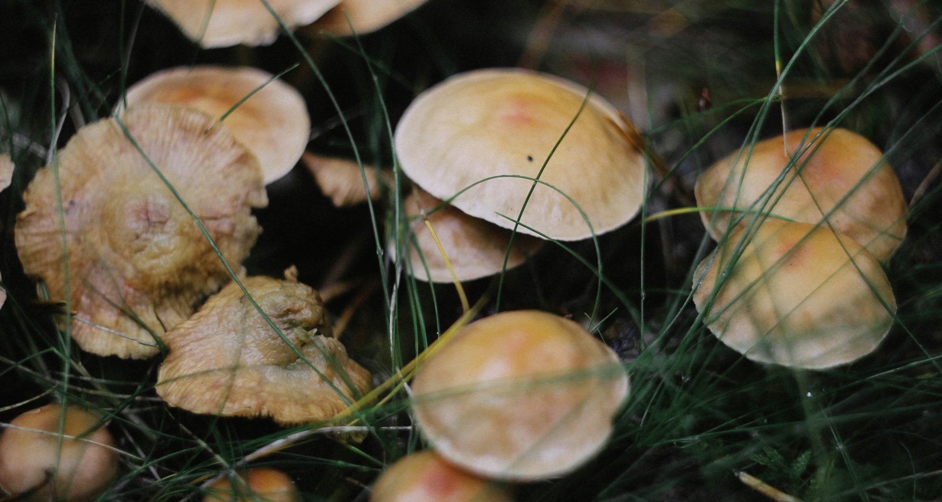 nahaufnahme-von-pilzen-adZHtUQEJgw