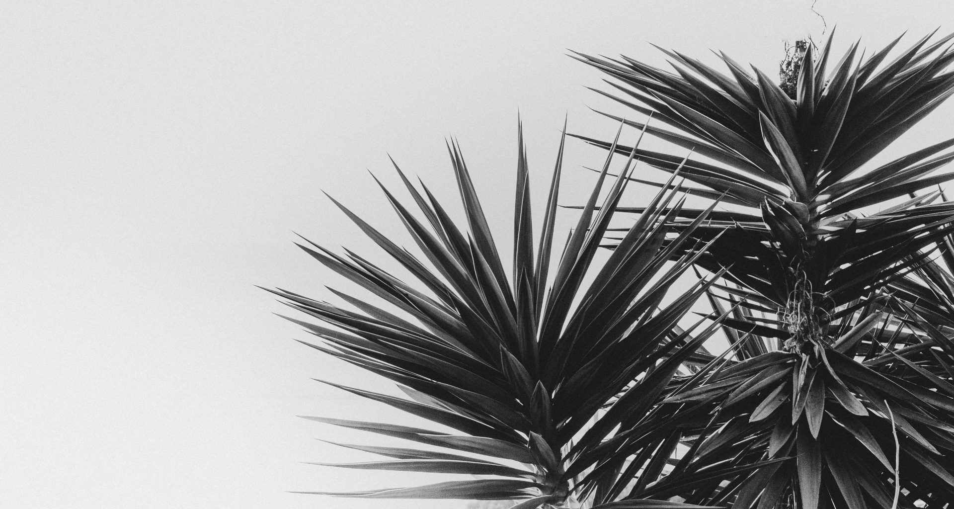 graustufenfoto-von-palme-2hvTvNxNo6Y